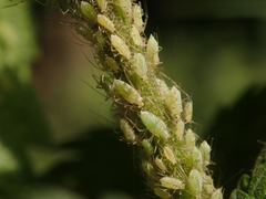 Microlophium carnosum