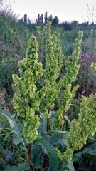 Rumex confertus