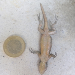 Sceloporus grammicus