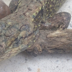 Sceloporus grammicus