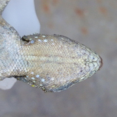 Sceloporus grammicus