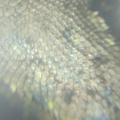 Sceloporus grammicus