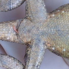 Sceloporus grammicus