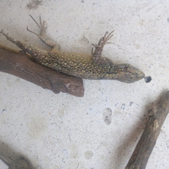 Sceloporus grammicus