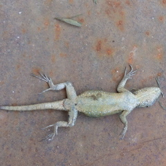 Sceloporus grammicus