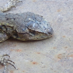 Sceloporus grammicus