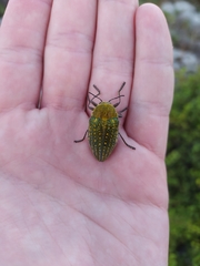 Julodis ehrenbergii