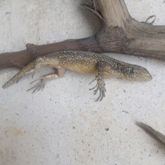 Sceloporus grammicus