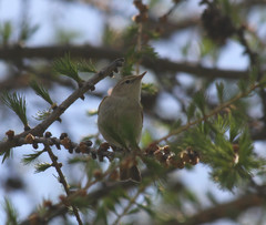 Phylloscopus bonelli