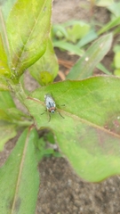 Diptera
