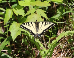 Papilio canadensis