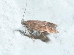 Eudactylota iobapta