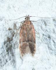 Eudactylota iobapta