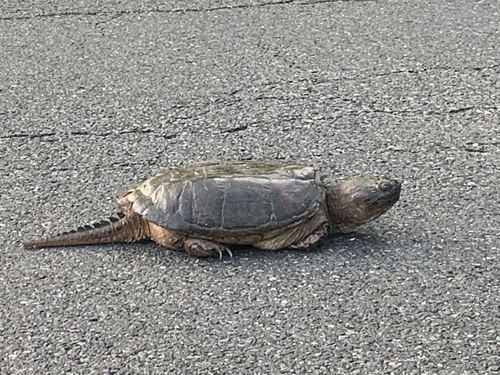 photo of Common Snapping Turtle (Chelydra serpentina)