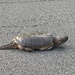 photo of Common Snapping Turtle (Chelydra serpentina)