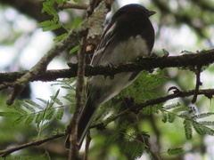 Melaniparus albiventris