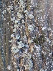 Ramalina fraxinea