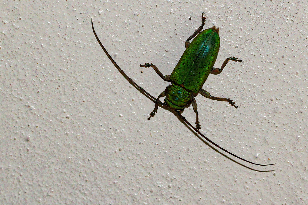 Prosopocera prasina