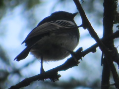 Melaniparus albiventris