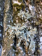 Ramalina fraxinea