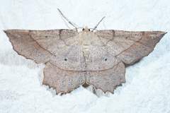 Euchlaena marginaria