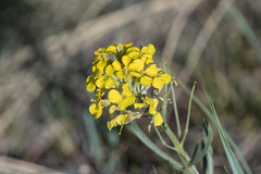 Erysimum asperum