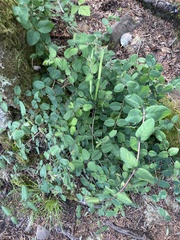 Lonicera hispidula