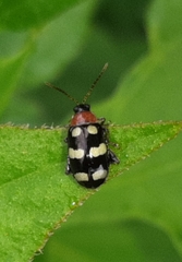 Phenrica
