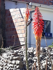 Oreotrochilus estella