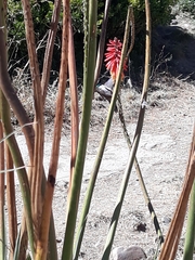 Oreotrochilus estella