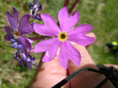 Primula halleri