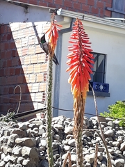 Oreotrochilus estella