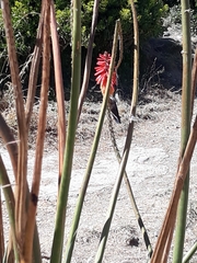 Oreotrochilus estella