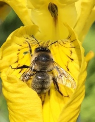 Anthophora furcata