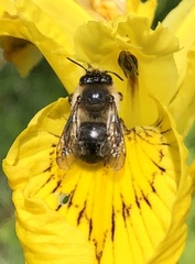 Anthophora furcata