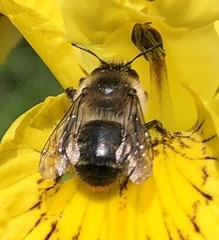 Anthophora furcata