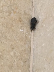 Otiorhynchus sulcatus