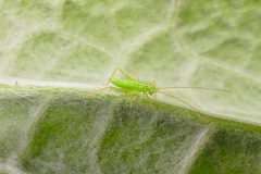 Meconema