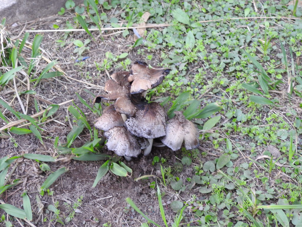 Coprinopsis romagnesiana · May 2020 · photo: © elbeltrocco (iNaturalist, cc-by)