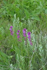 Polygala cretacea