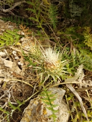 Cynara cornigera