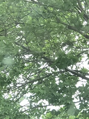 Pheucticus ludovicianus