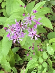 Vernonia gigantea image