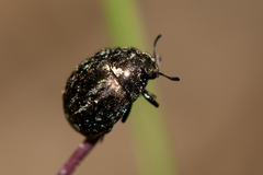 Cytilus sericeus