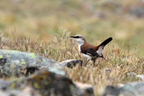 White-bellied Cinclodes