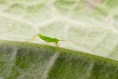 Meconema