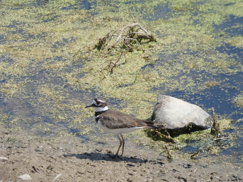 Killdeer photographed in South Dakota