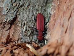 Cucujus cinnaberinus