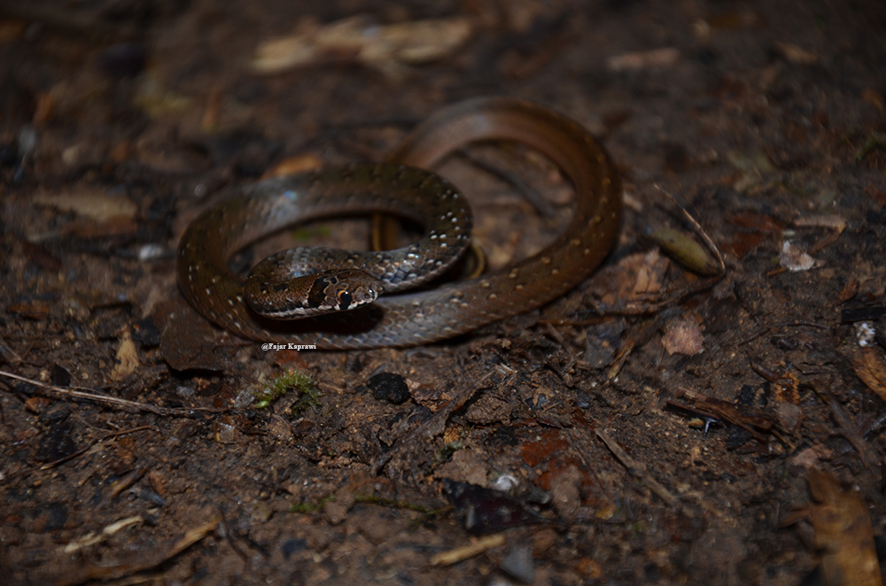 Bleek's Kukri Snake