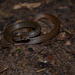 Bleek's Kukri Snake - Photo (c) Fajar Kaprawi, some rights reserved (CC BY-NC), uploaded by Fajar Kaprawi